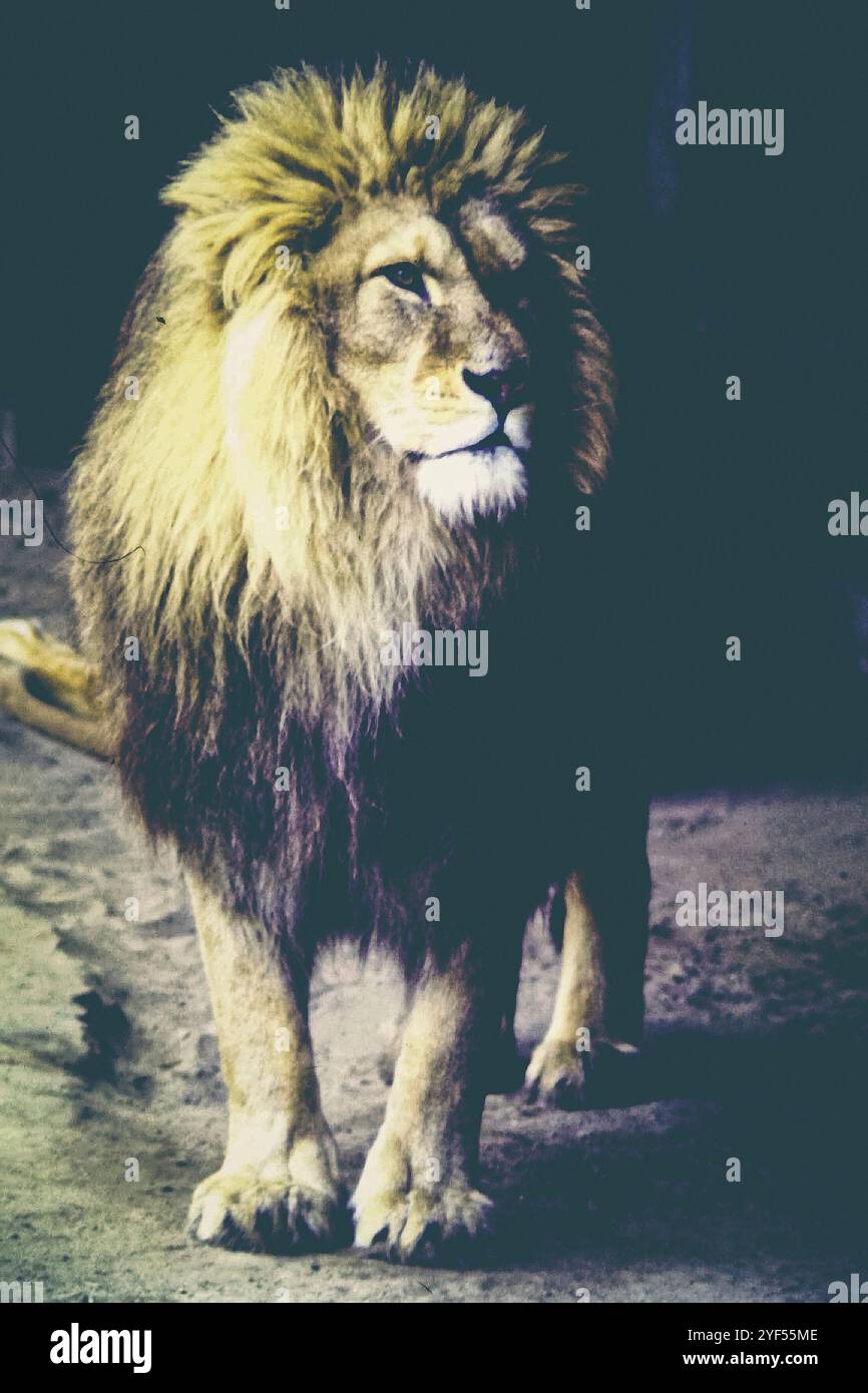 Full body shot male lion hi-res stock photography and images - Alamy