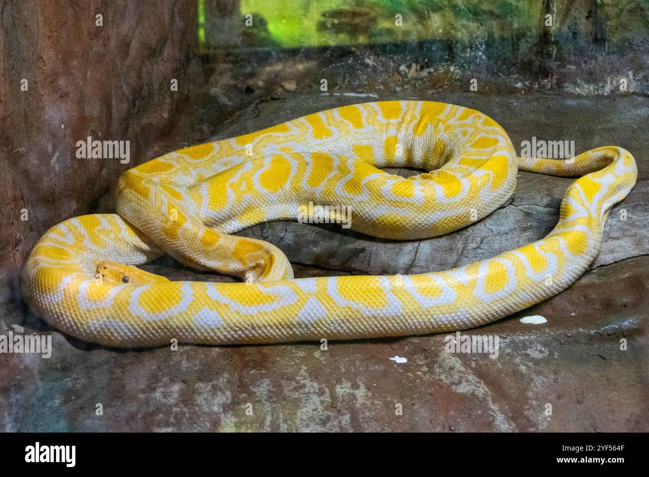 Yellow Burmese python (Python reticulatus) is a species of snake in the ...