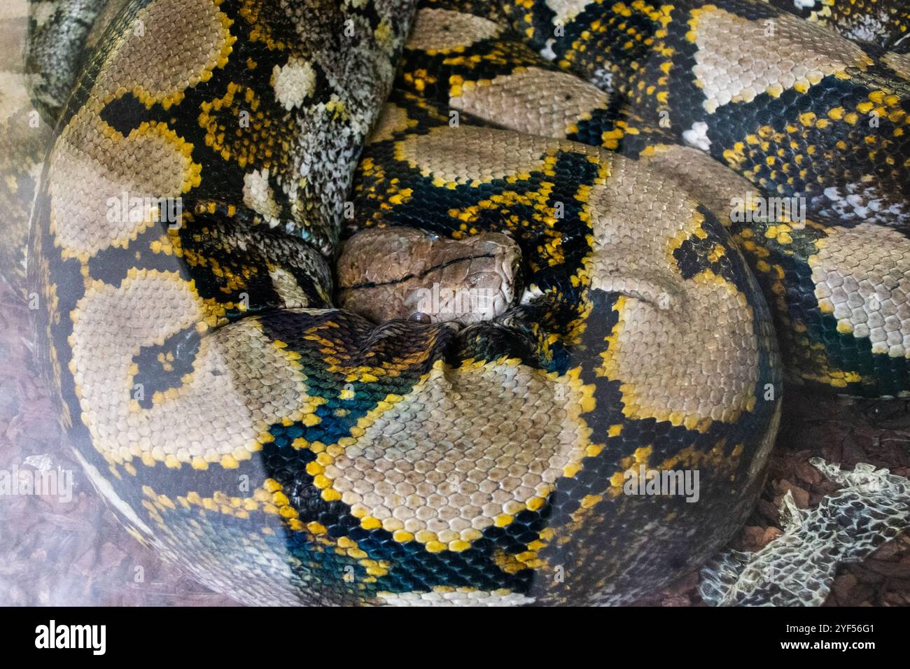 python snake on the wild Stock Photo - Alamy