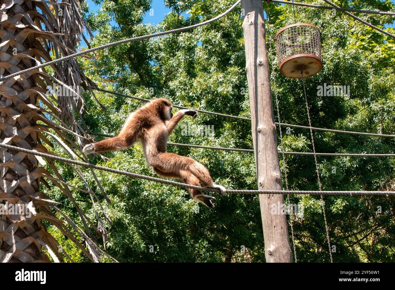 Gibbon playing in a rope park high in the trees with sunlight filtering ...