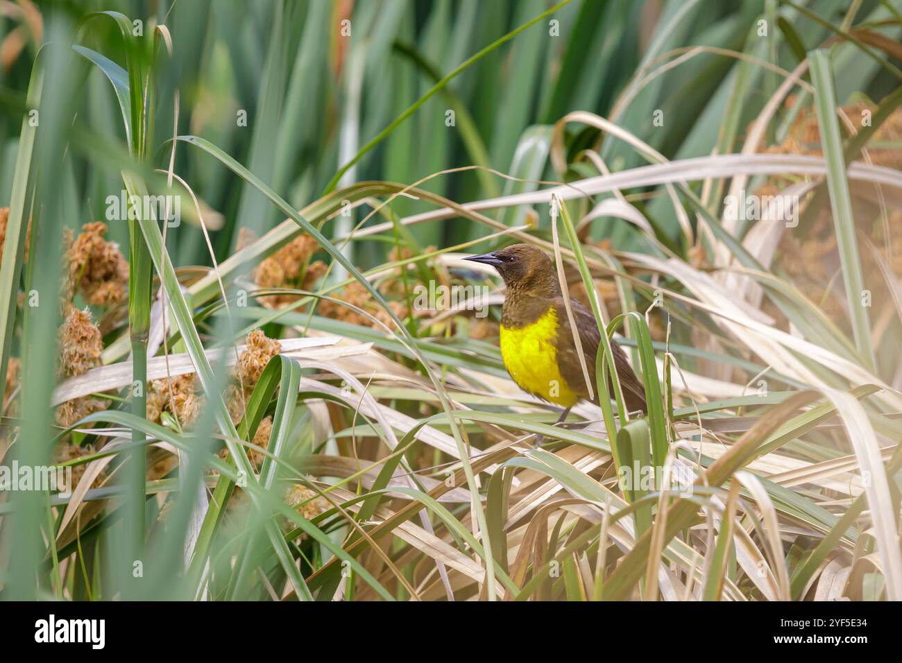 Brown-and-yellow Marshbird (Pseudoleistes virescens) perched on some reeds. Stock Photo