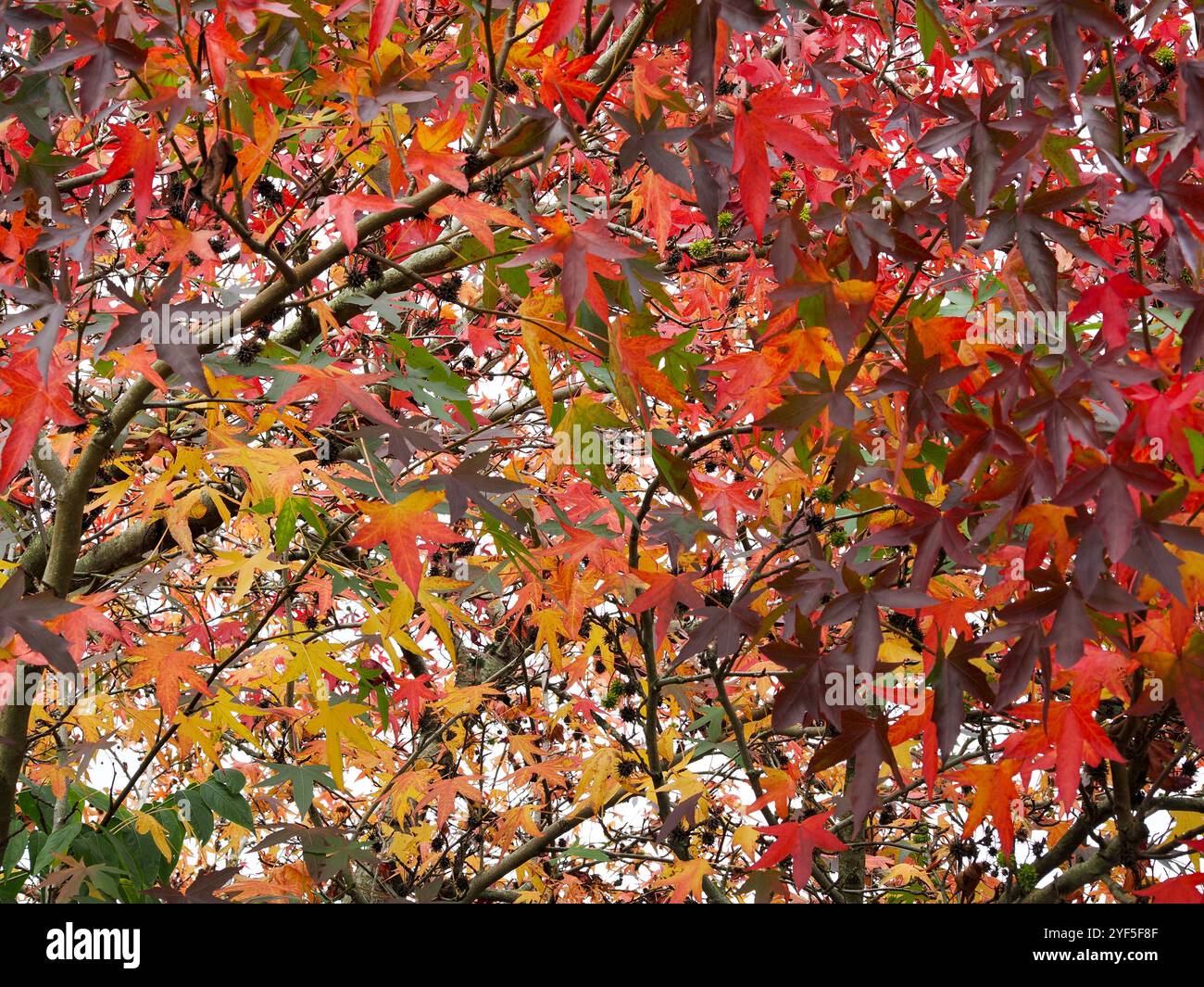 Red and orange maple trees hi-res stock photography and images - Alamy