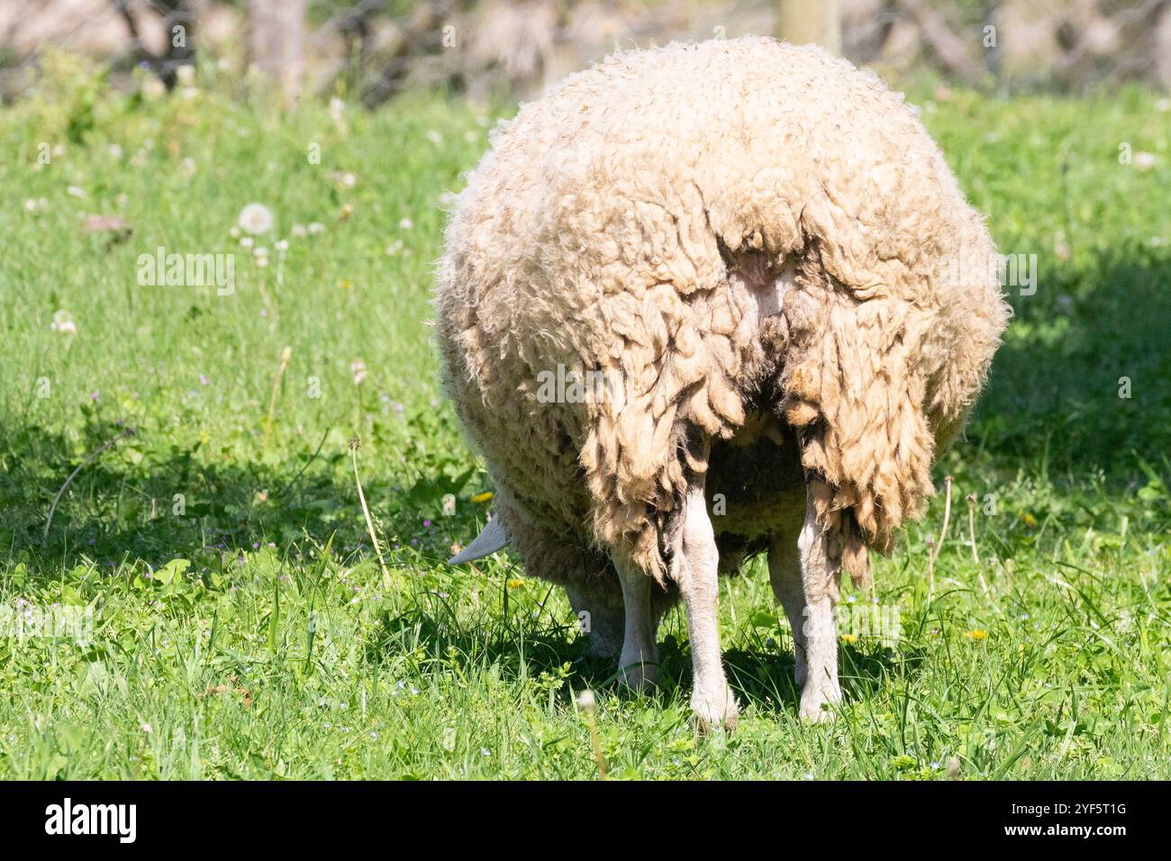 Large Rear Sheep Rear view of an unshorn Dormer sheep with heavy woolly fleece grazing ...