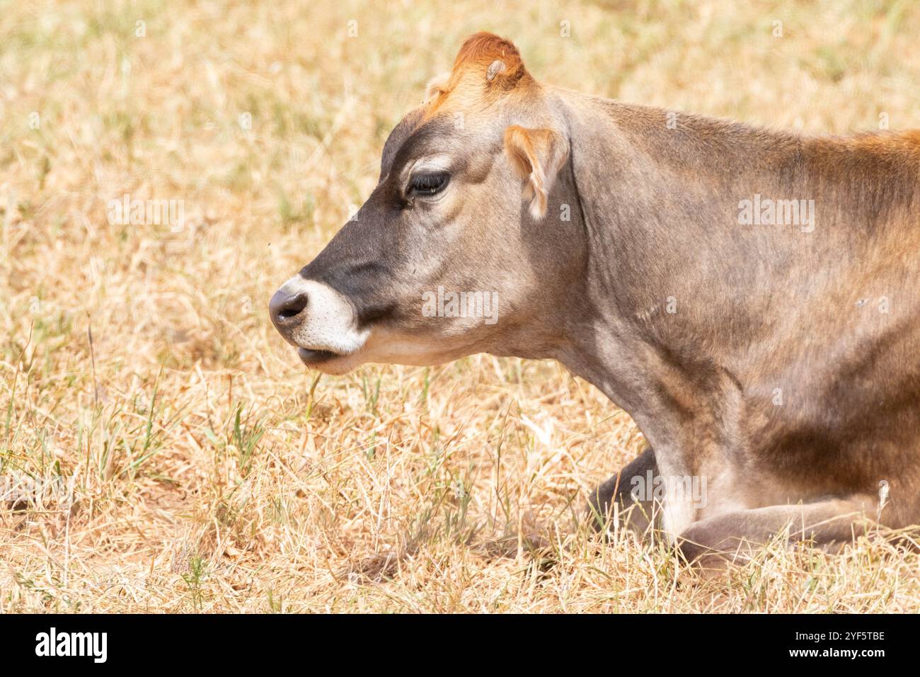 Closeup headshot of a Jersey cow in a farm pasture chewing the cud, dairy farming, milk production Stock Photo