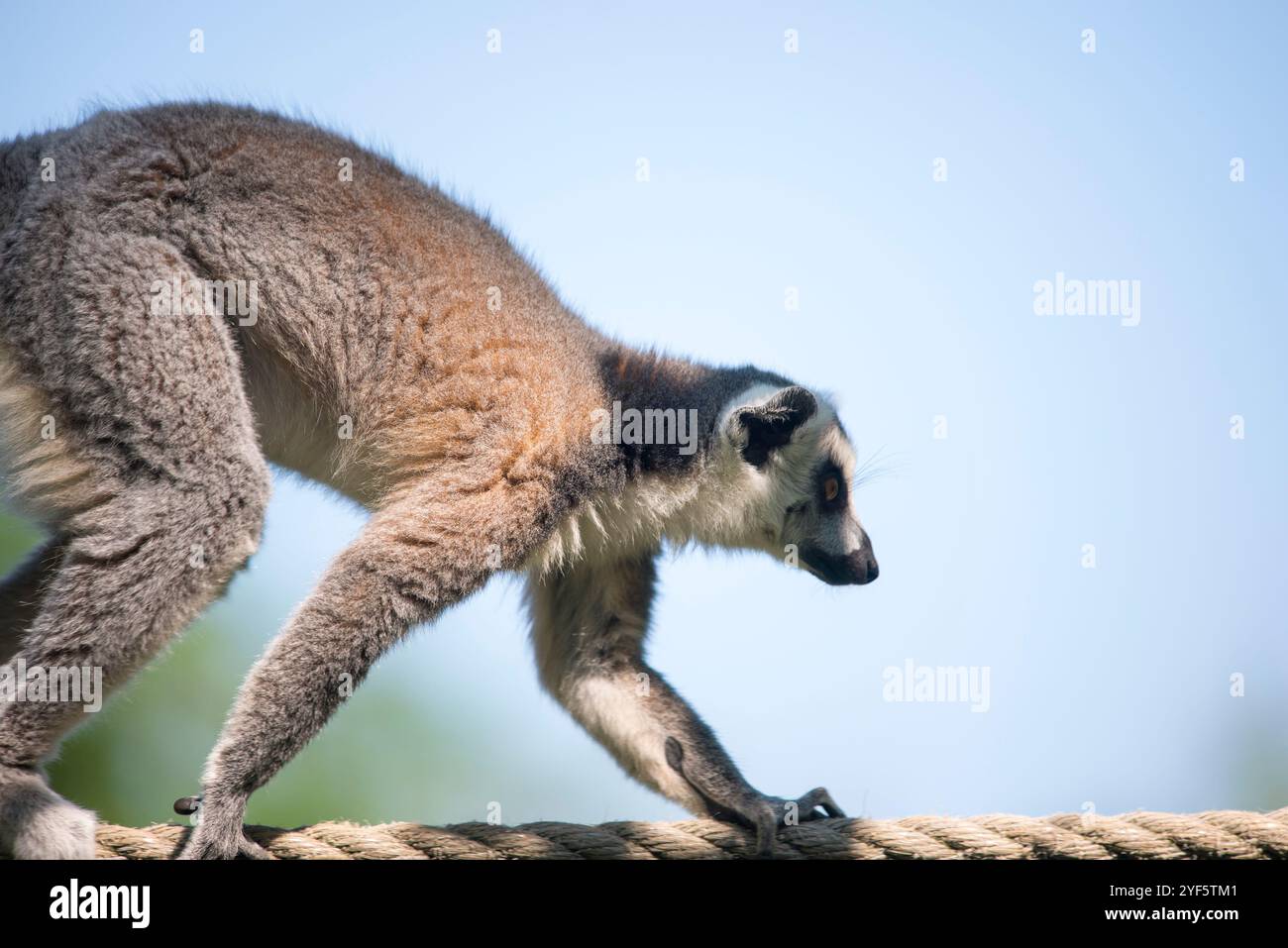 Fresh Look at A Ring Tailed Lemur Lemur Catta Expertly Balancing On A