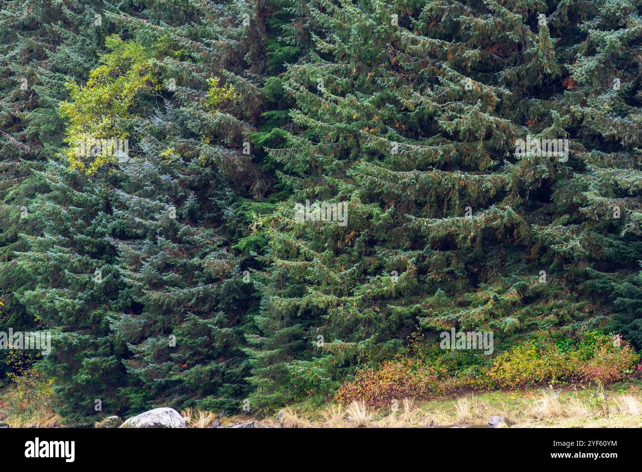 Trees in sitka spruce forest hi-res stock photography and images - Alamy