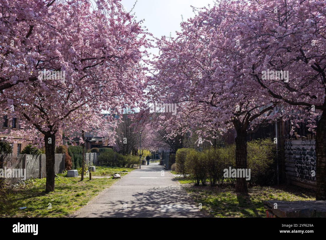 Full bloom cherry blossom hi-res stock photography and images - Alamy