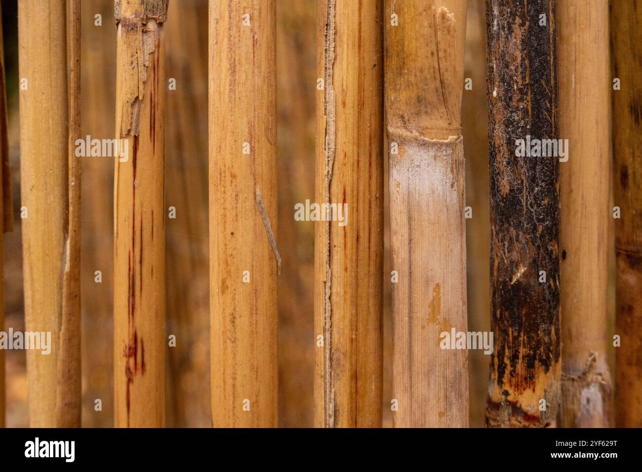 old bamboo plank fence texture for background Stock Photo