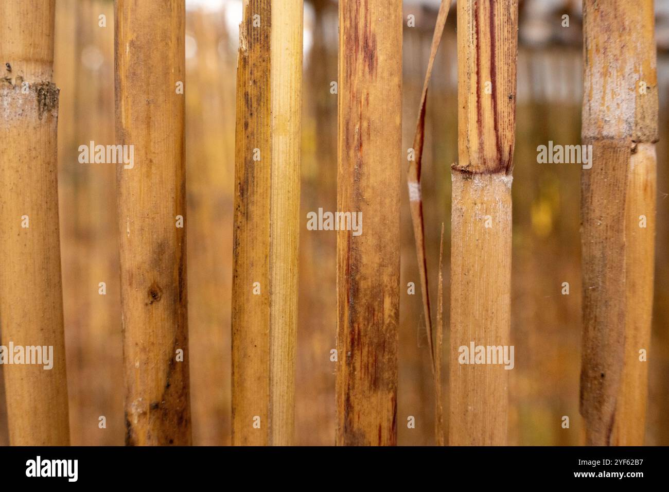 old bamboo plank fence texture for background Stock Photo