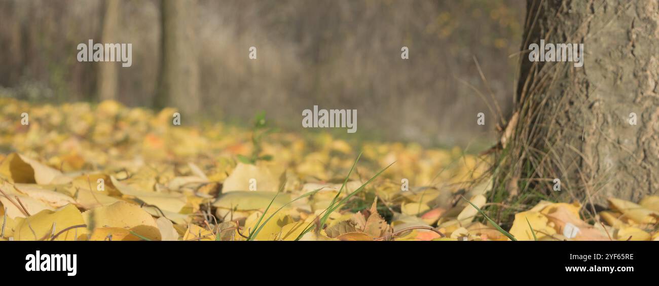 Tree leaves on ground hi-res stock photography and images - Alamy