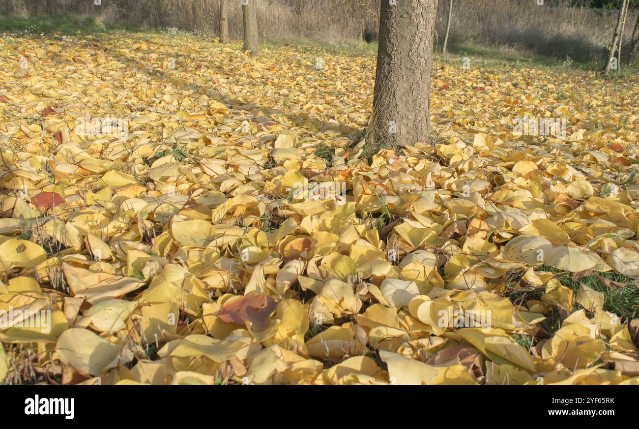 Tree leaves on ground hi-res stock photography and images - Alamy