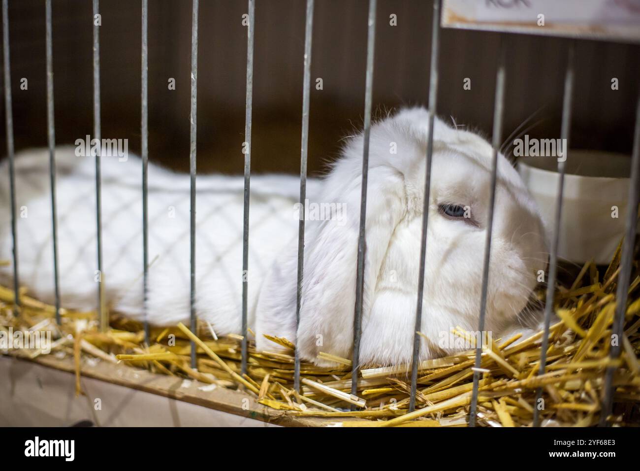 Dwarf Widder Rabbit white on an animal exhibition Stock Photo
