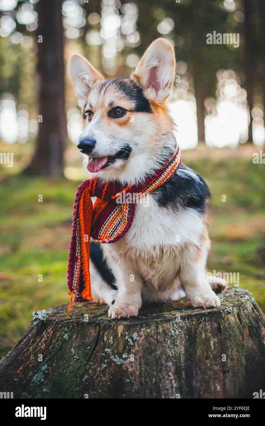 Welsh corgi pembroke hi-res stock photography and images - Alamy