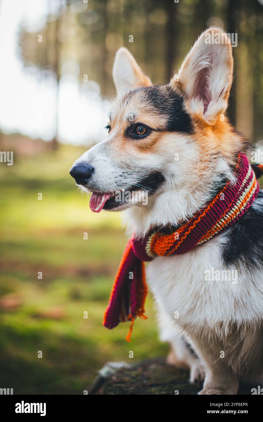 Portrait tricolor pembroke welsh corgi hi-res stock photography and ...