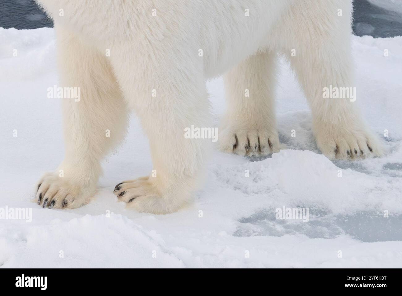 Arctic Ocean, Svalbard, Norway. Healthy female polar bear on sea ice. Paw detail. Stock Photo