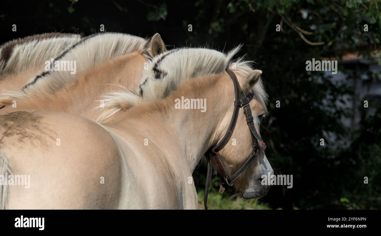 Portrait of two Norwegian Fjord Horses with their typical dark and light manes Stock Photo