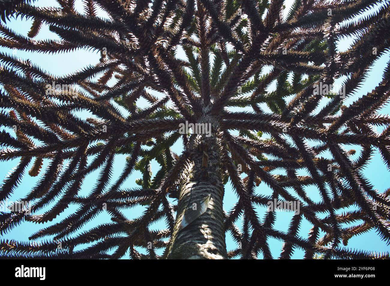 Forest canopy monkey hi-res stock photography and images - Alamy