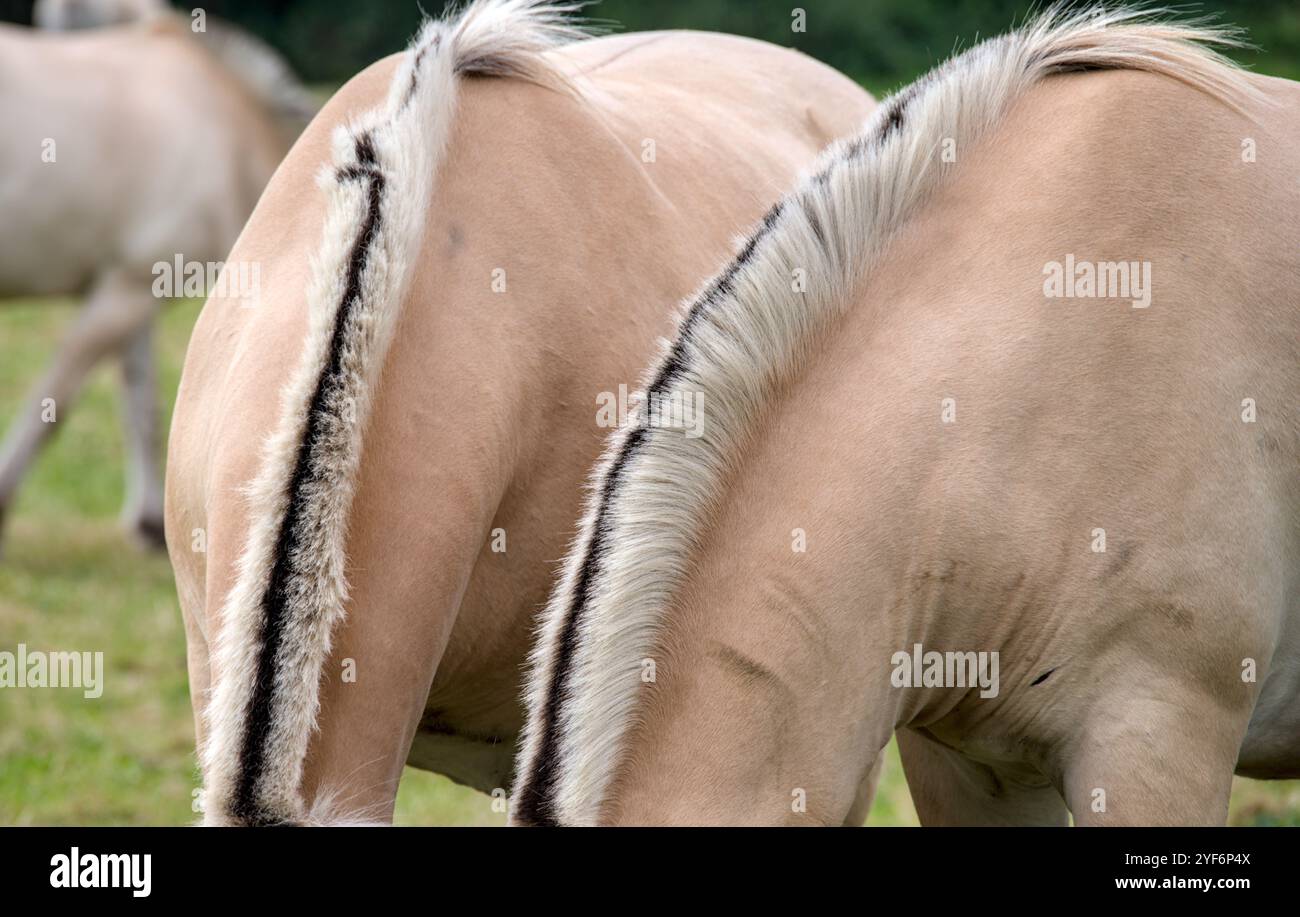 Portrait of two Norwegian Fjord Horses with their typical dark and light manes Stock Photo