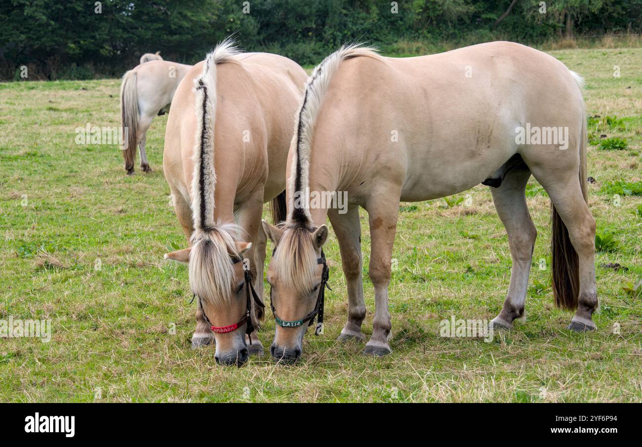 Portrait of two Norwegian Fjord Horses with their typical dark and light manes Stock Photo