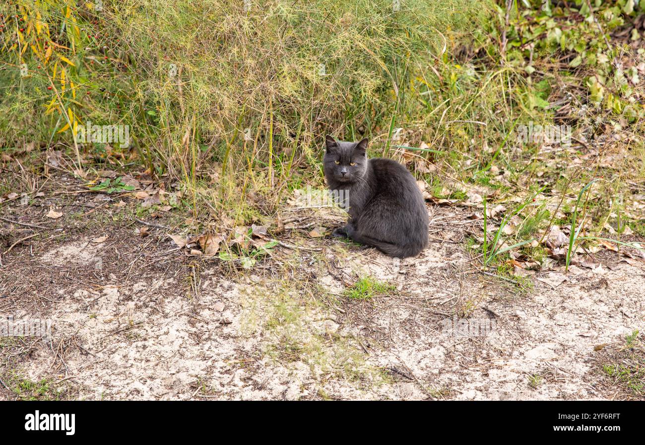 Black kitten sits in the grass closeup. Stock Photo