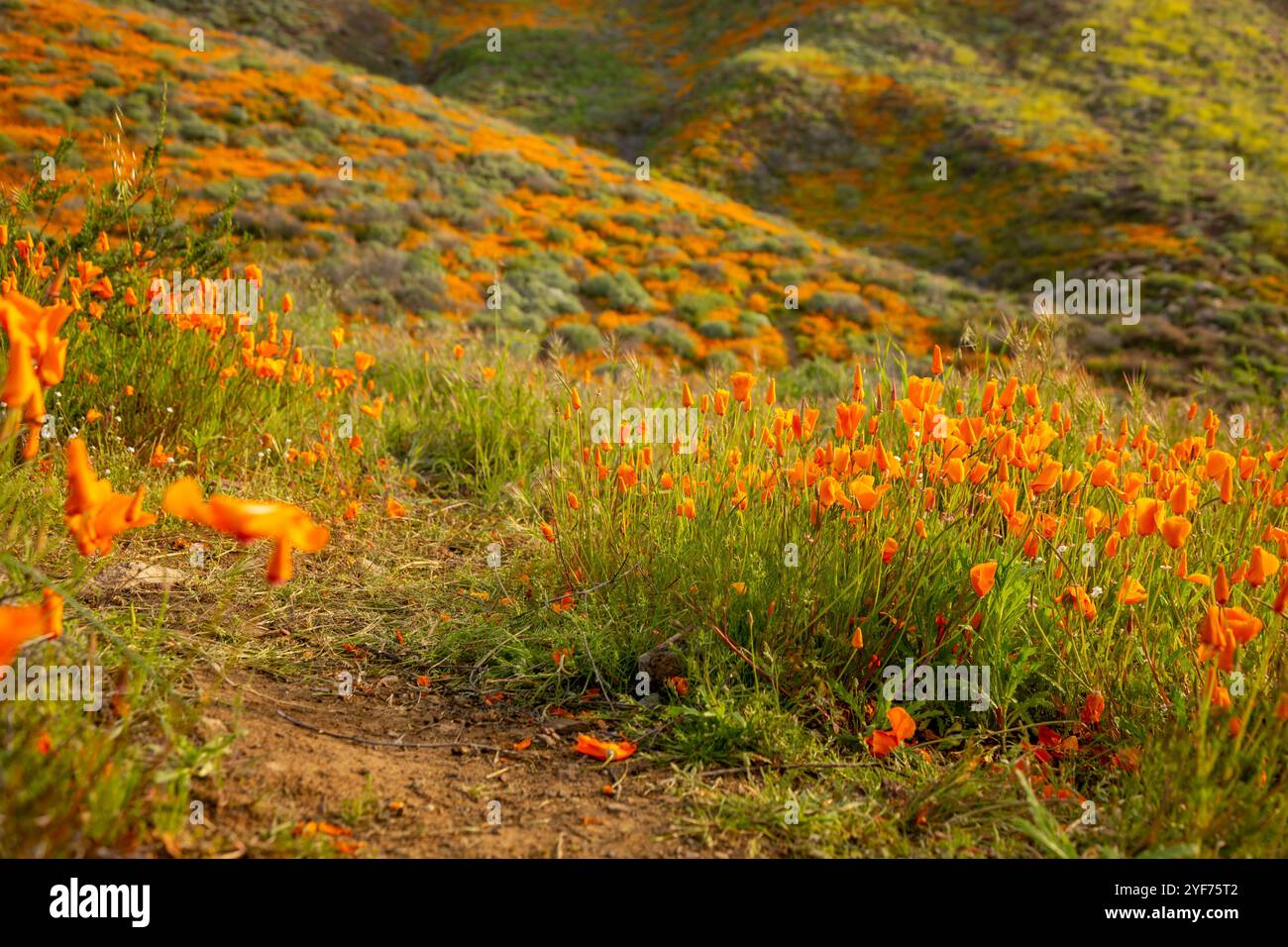 A view of hills of blooming