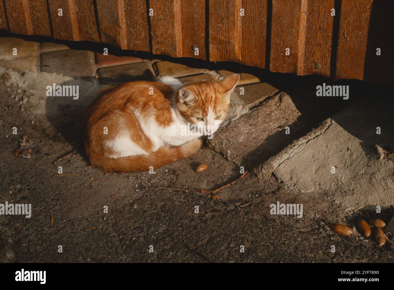 A lonely abandoned ginger kitten Stock Photo