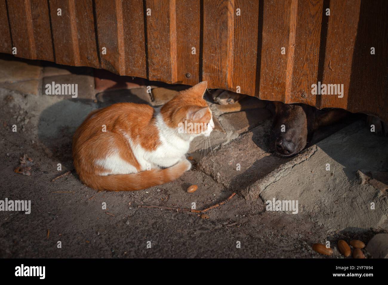 A lonely abandoned ginger kitten Stock Photo