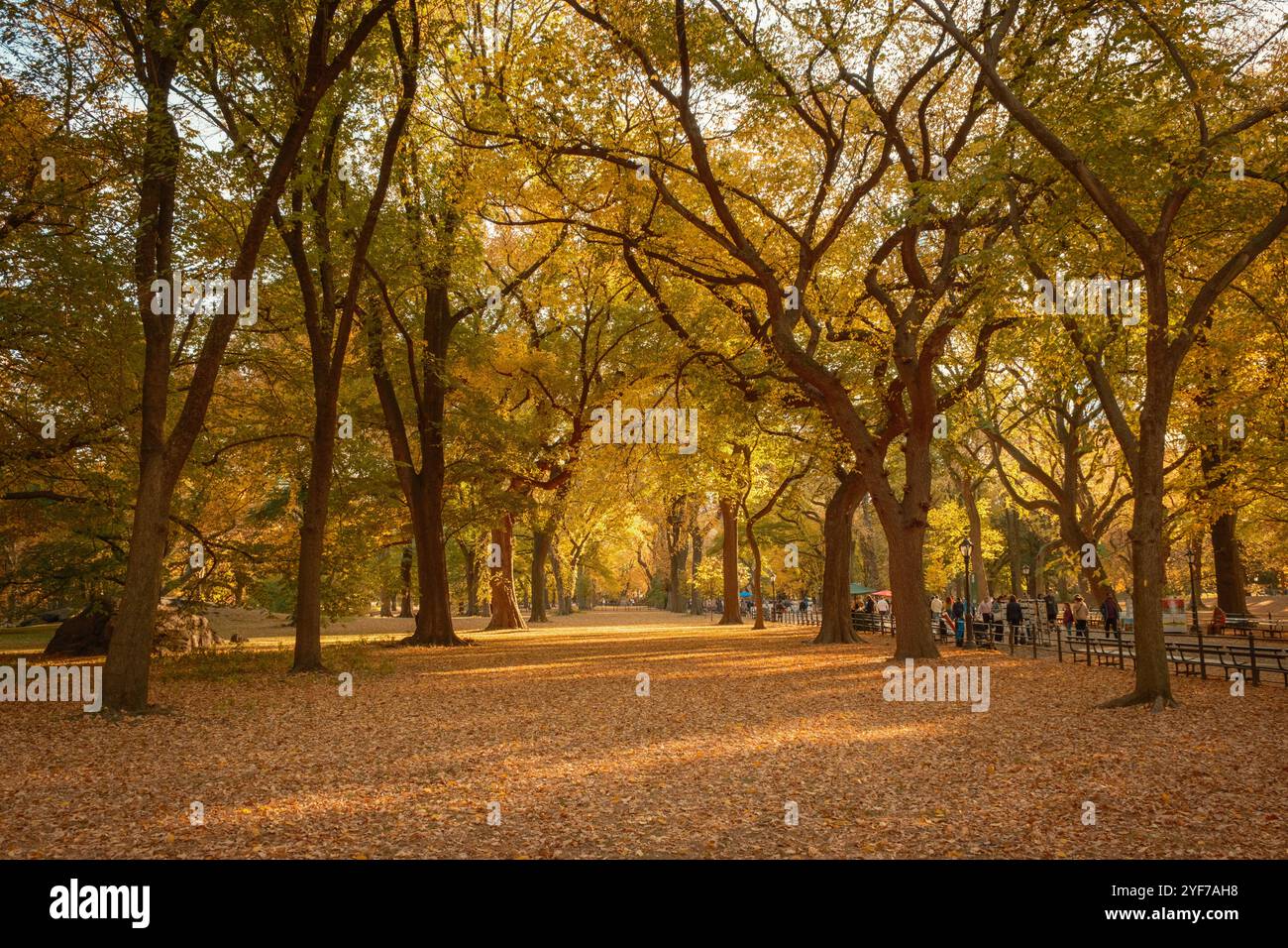 Autumn leaves blanket the ground beneath towering trees in Central Park ...