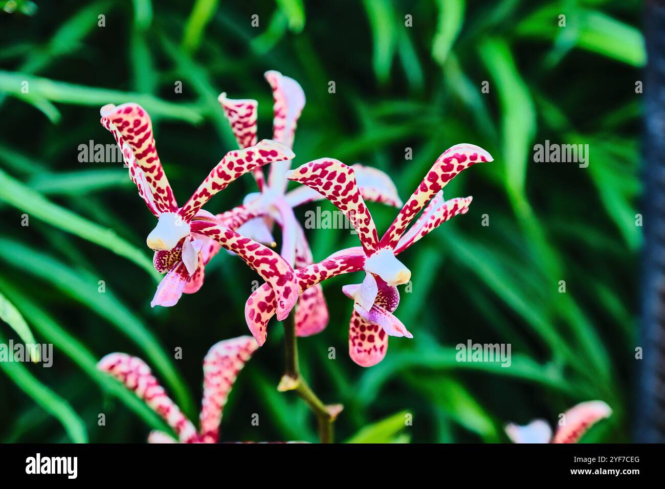 Singapore - August 13, 2024: Orchid flower species in National Orchid Garden Singapore Stock Photo