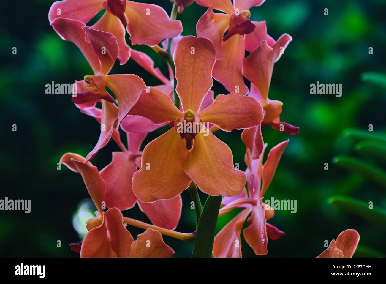 Singapore - August 13, 2024: Orchid flower species in National Orchid Garden Singapore Stock Photo