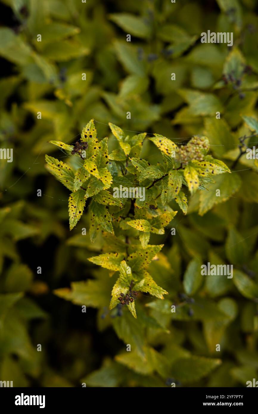 Feature intricate spots hi-res stock photography and images - Alamy