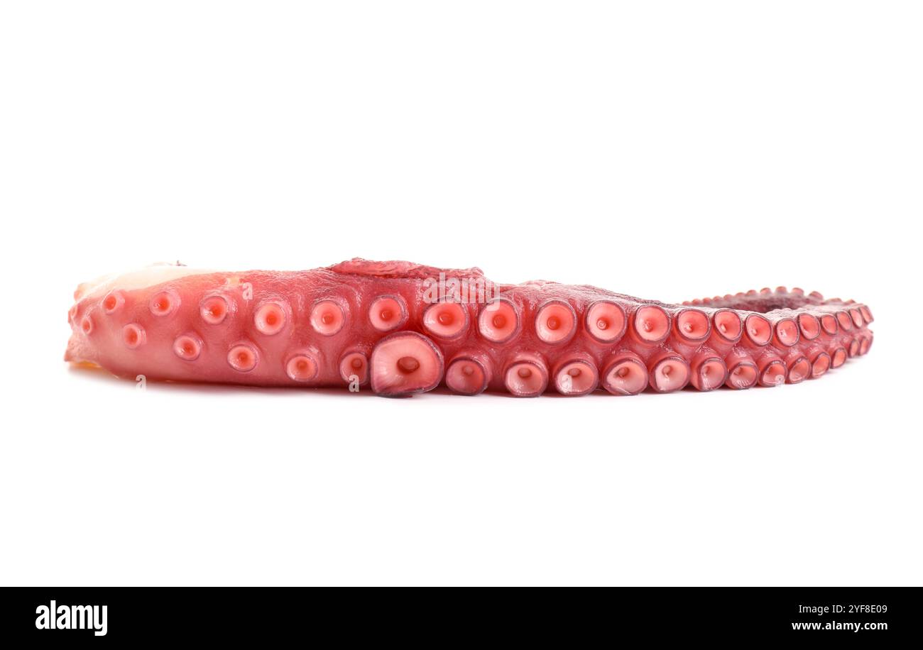 One raw octopus tentacle isolated on white Stock Photo - Alamy