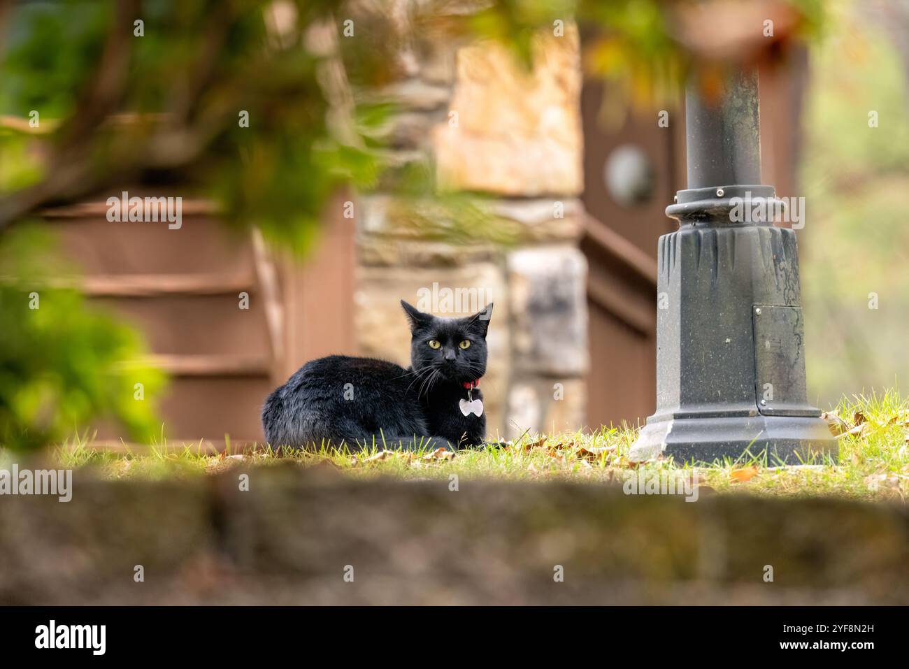 Attentive domestic black cat sitting outside on grass - Brevard, North Carolina, USA Stock Photo