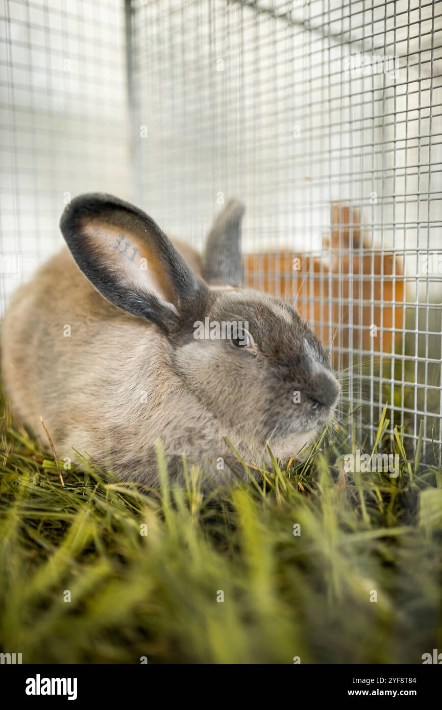 Close up rabbit in cage hi-res stock photography and images - Alamy