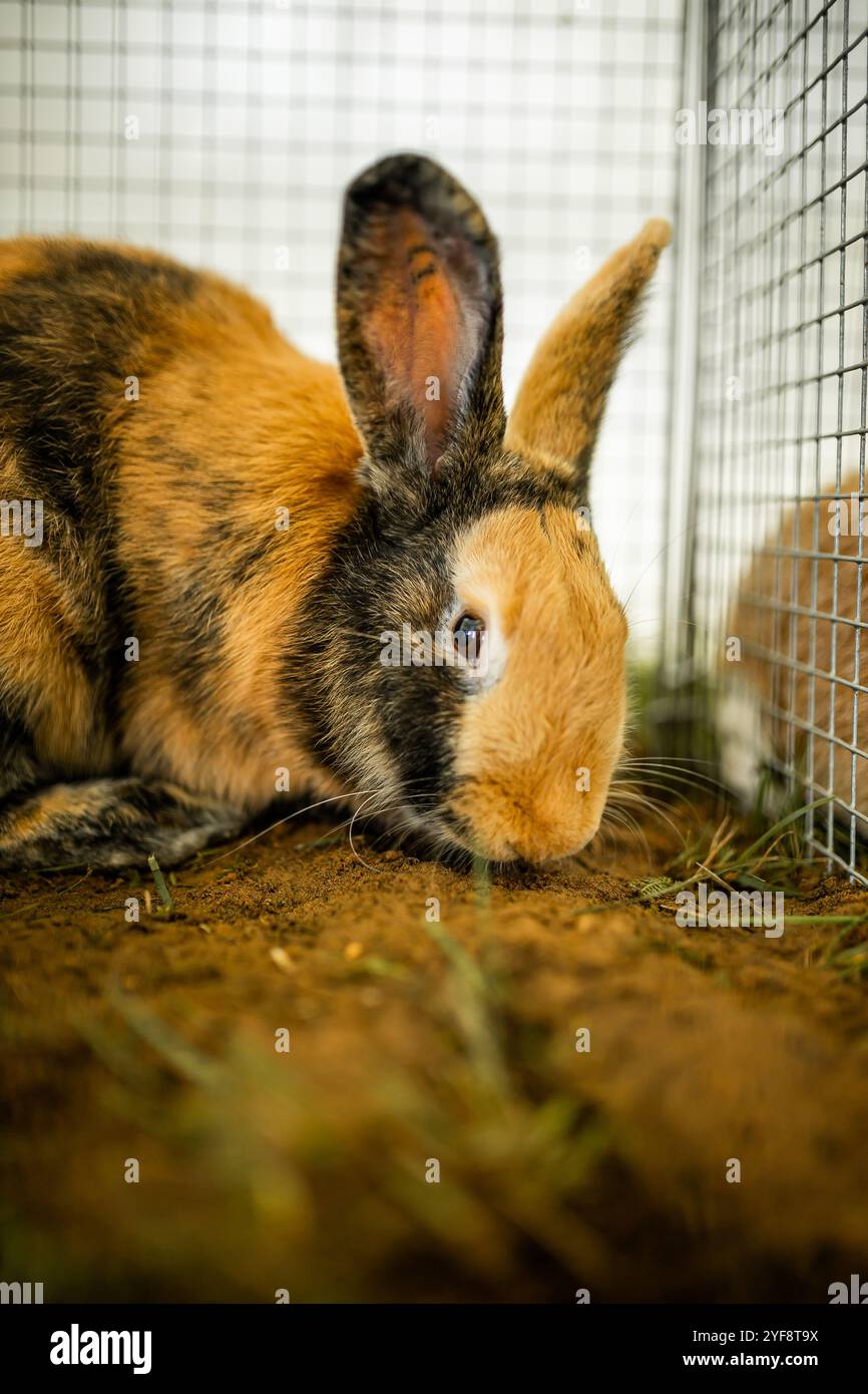 Rabbit in a cage hi-res stock photography and images - Alamy