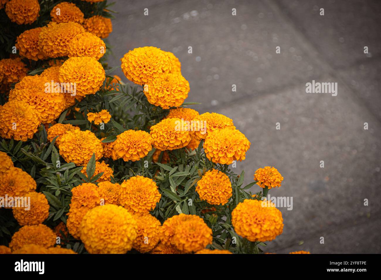 Vibrant close-up of orange marigold flowers with textured petals, symbolizing celebration and often used in Mexican Day of the Dead festivities (Dia d Stock Photo