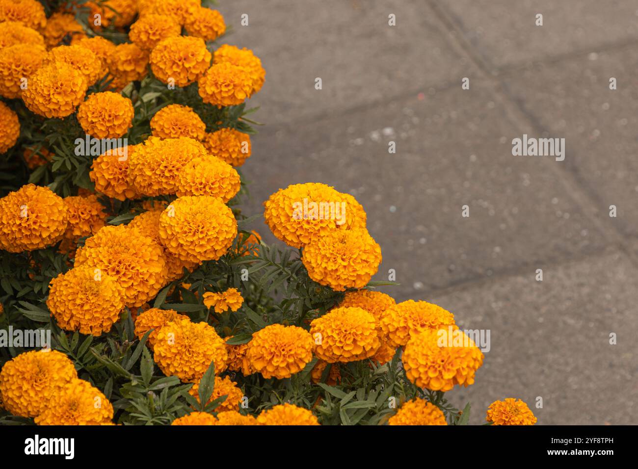 Vibrant close-up of orange marigold flowers with textured petals, symbolizing celebration and often used in Mexican Day of the Dead festivities (Dia d Stock Photo