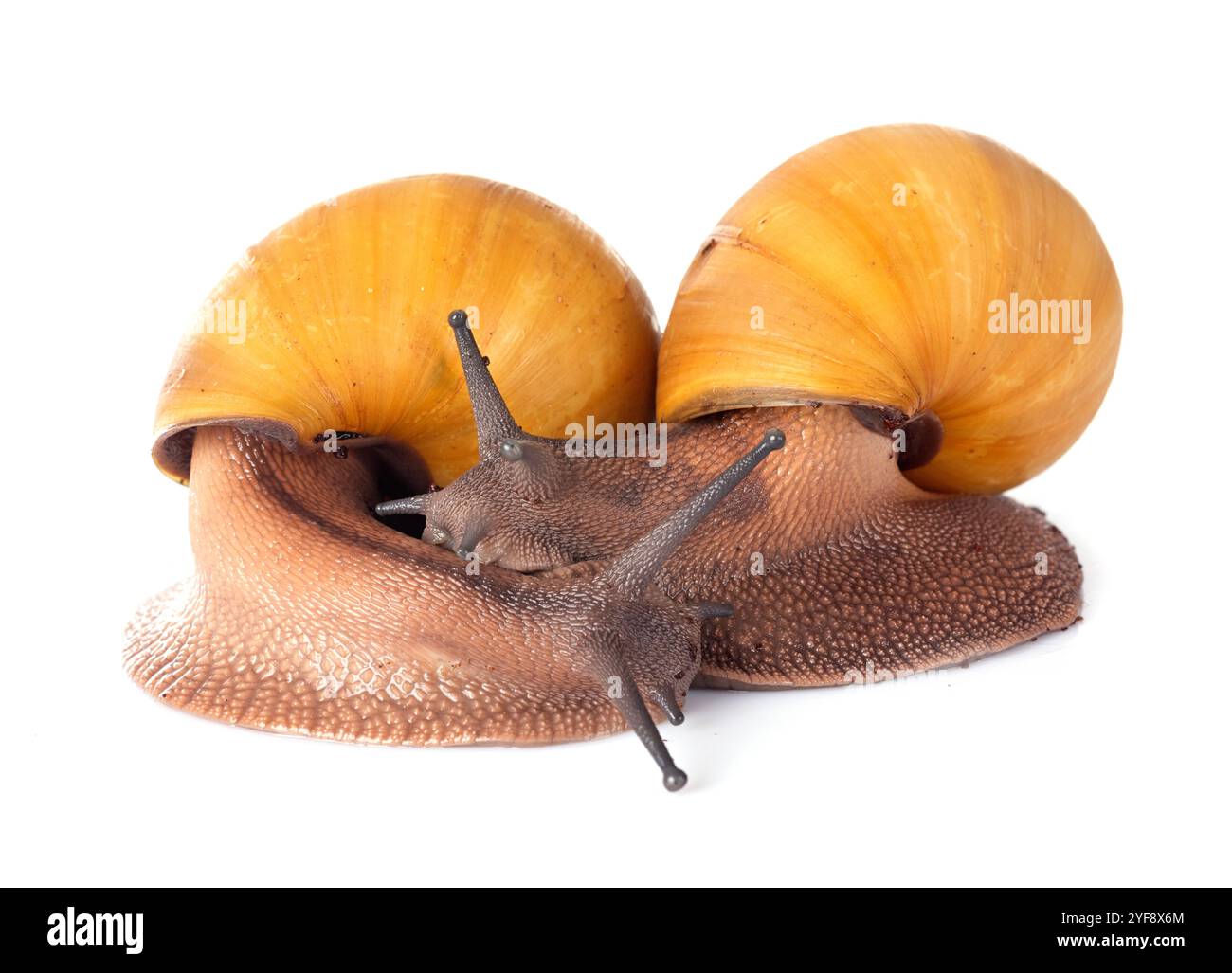 philodendron sodiroi vs mamei Philodendron 'Majestic' – Foliage Factory main image 0
