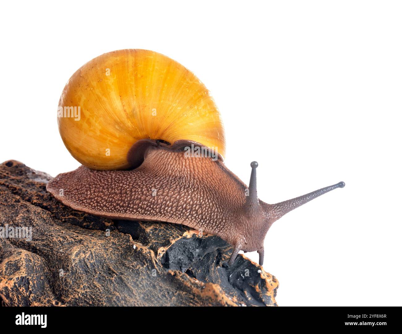 Archachatina marginata hi-res stock photography and images - Alamy