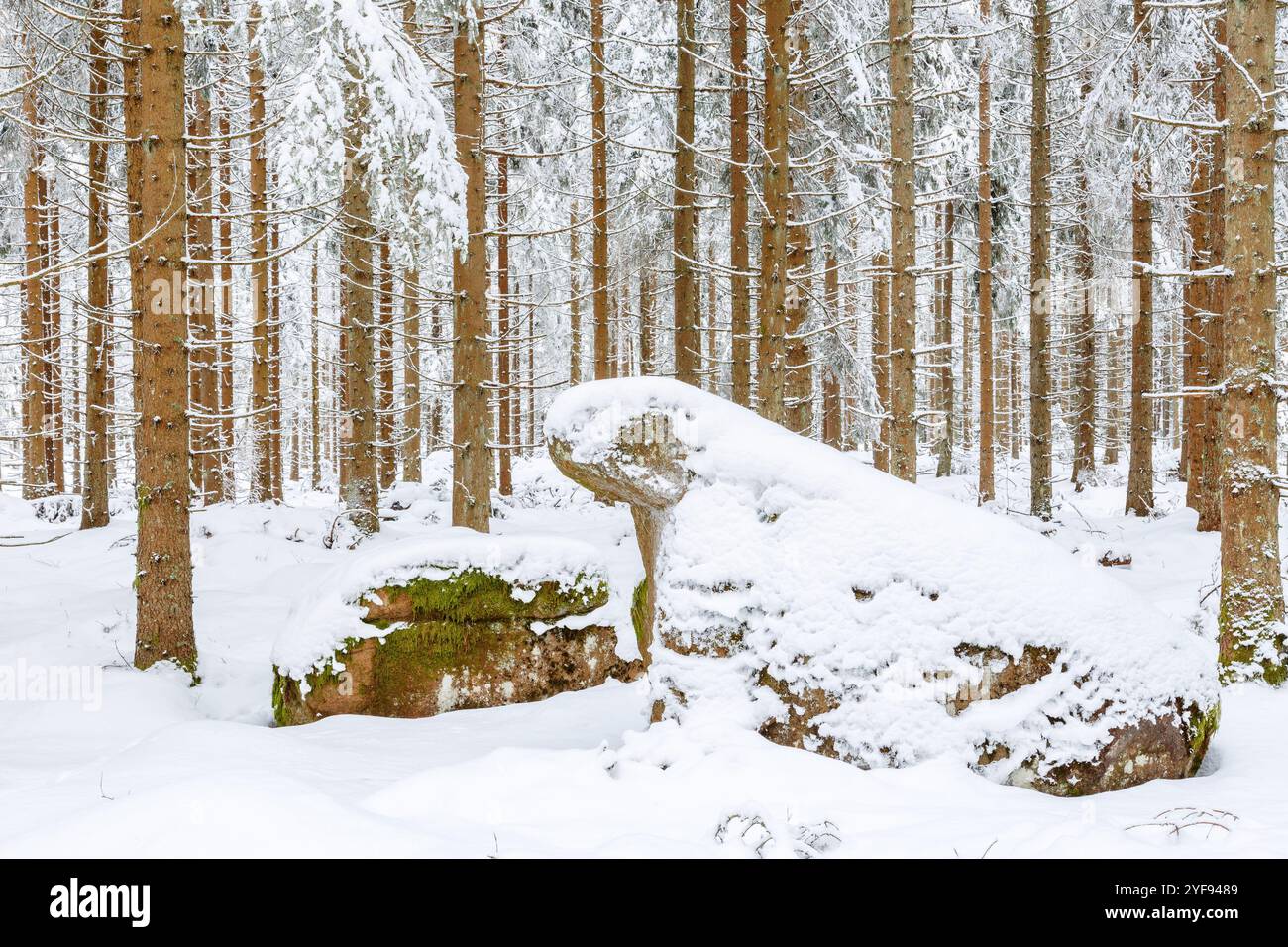 Spruce forest with snow in the winter and a rock Stock Photo - Alamy