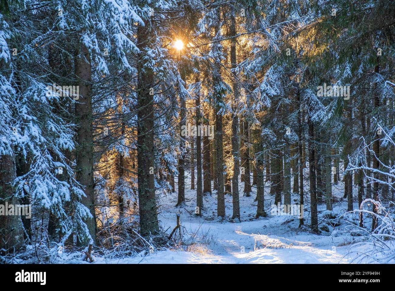 Sunbeams in a wintry forest Stock Photo