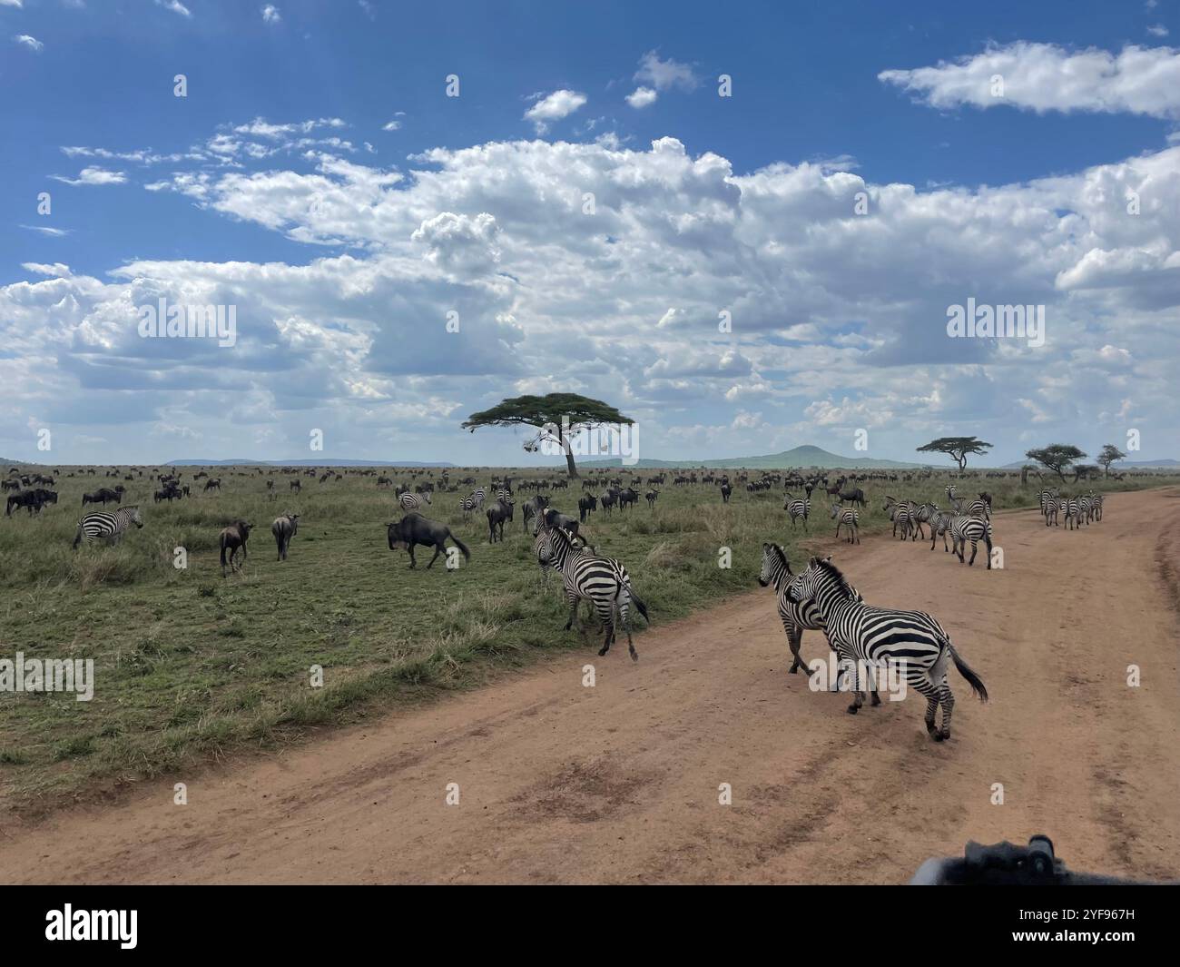 Zebras and wildebeests running in the Serengeti, Tanzania Stock Photo