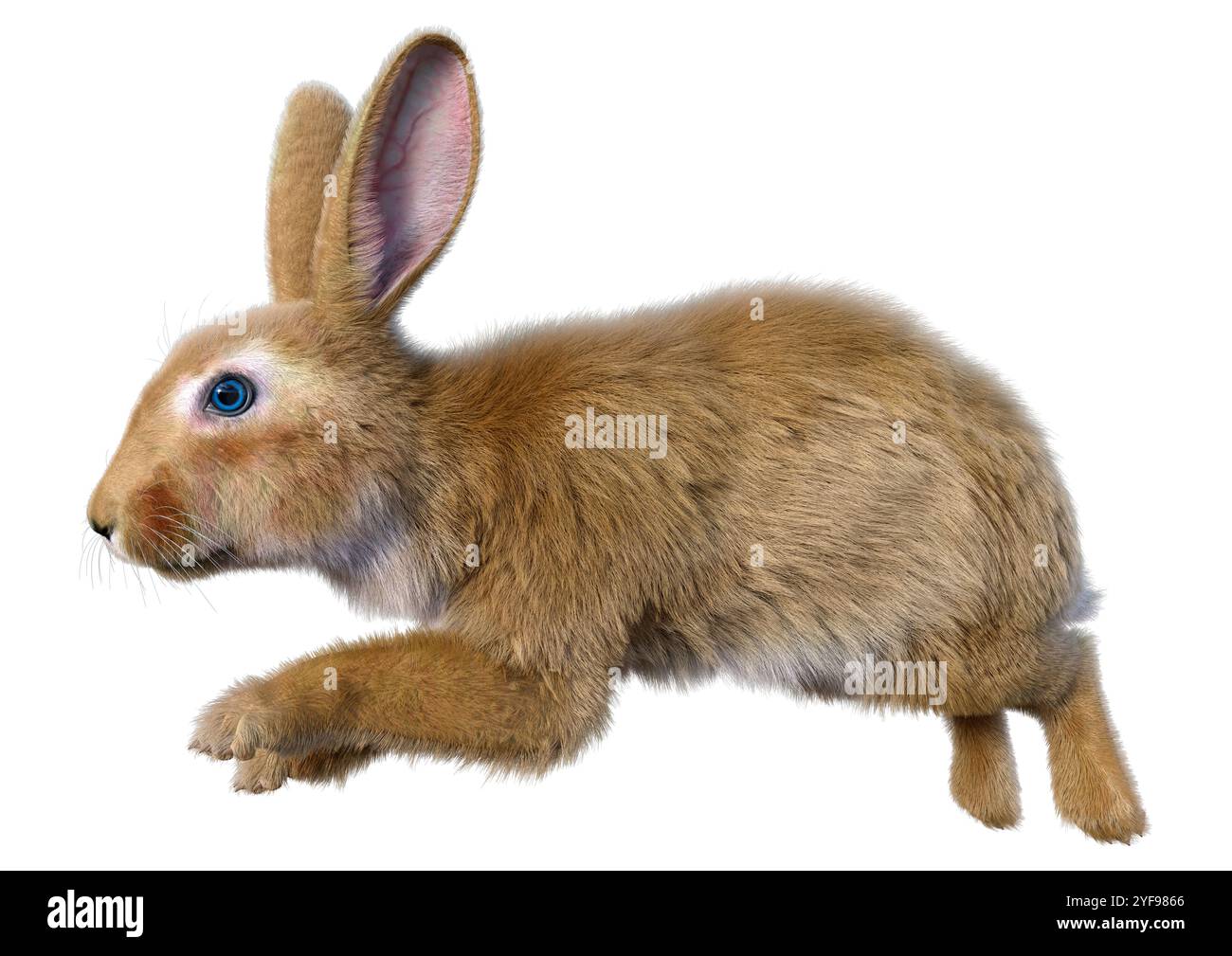 3D rendering of a continental giant rabbit isolated on white background ...