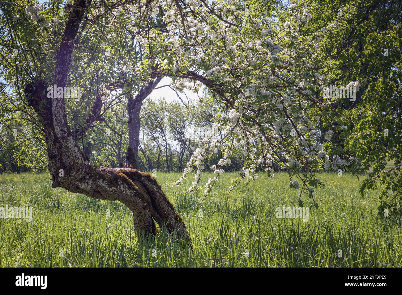 Old apple tree park hi-res stock photography and images - Alamy
