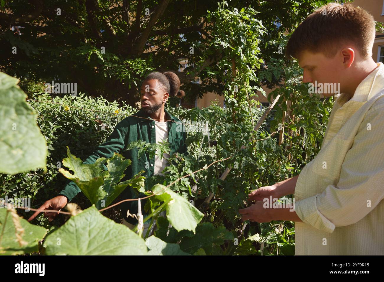 Young male friends looking at plants in park Stock Photo
