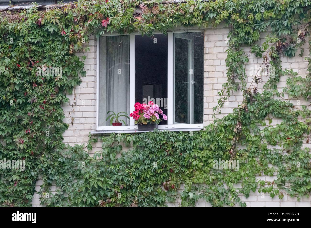 A window of a multi-story residential building with red flowers on it ...