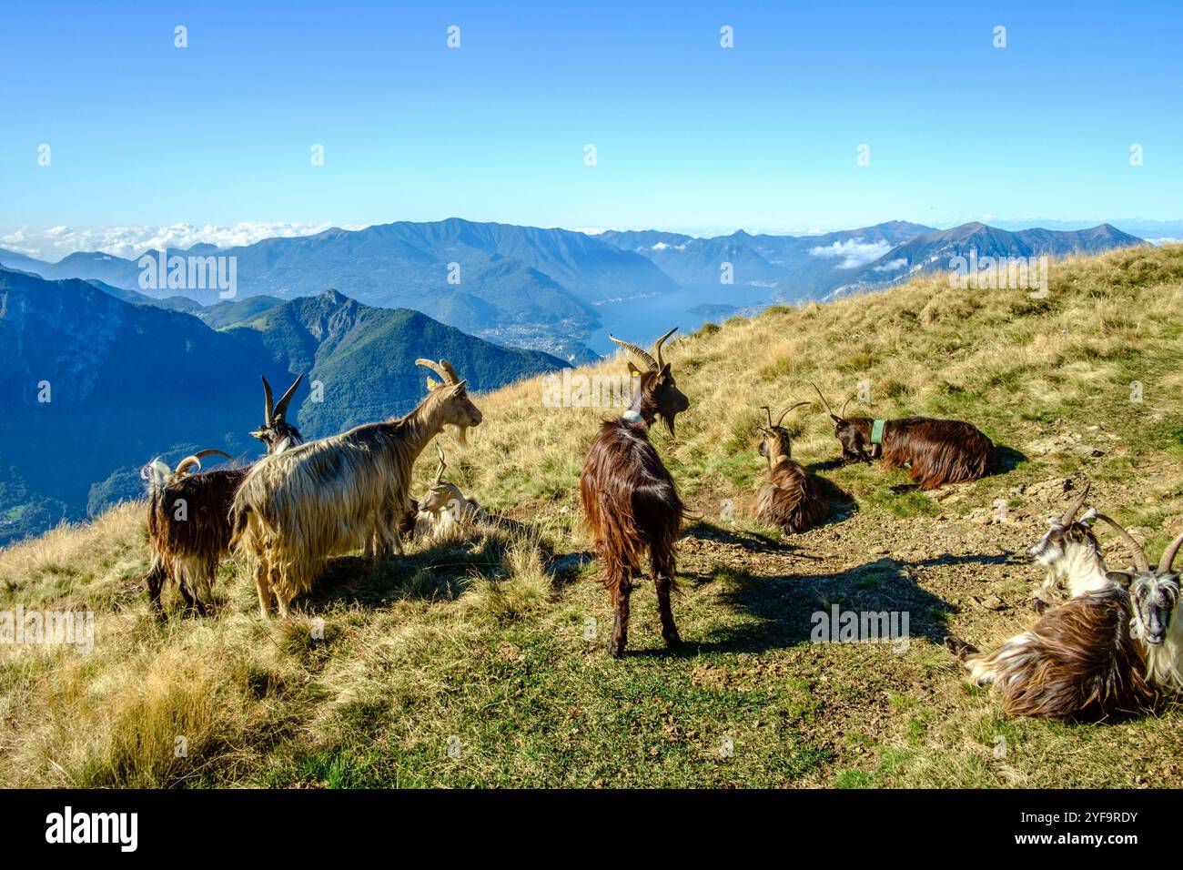 Eine Herde Ziegen Capra mit langen Hörnern weidet in den Oberitalienischen Bergen um den Comersee auf dem Monte Croce di Muggio, Lecco, Lombardei, Italien. Ziegenherde in den Bergen. *** A herd of Capra goats with long horns grazing in the northern Italian mountains around Lake Como on Monte Croce di Muggio, Lecco, Lombardy, Italy Herd of goats in the mountains Stock Photo