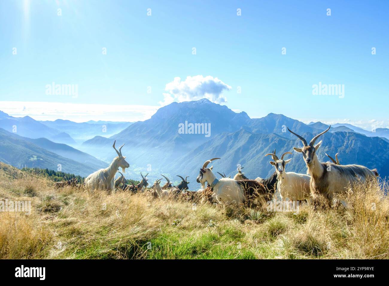 Eine Herde Ziegen Capra mit langen Hörnern weidet in den Oberitalienischen Bergen um den Comersee auf dem Monte Croce di Muggio, Lecco, Lombardei, Italien. Ziegenherde in den Bergen. *** A herd of Capra goats with long horns grazing in the northern Italian mountains around Lake Como on Monte Croce di Muggio, Lecco, Lombardy, Italy Herd of goats in the mountains Stock Photo