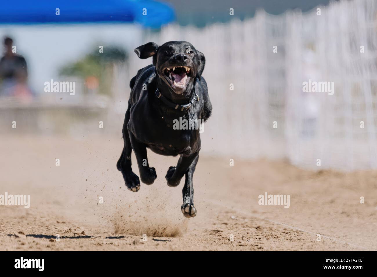 Energetic black lab hi-res stock photography and images - Alamy