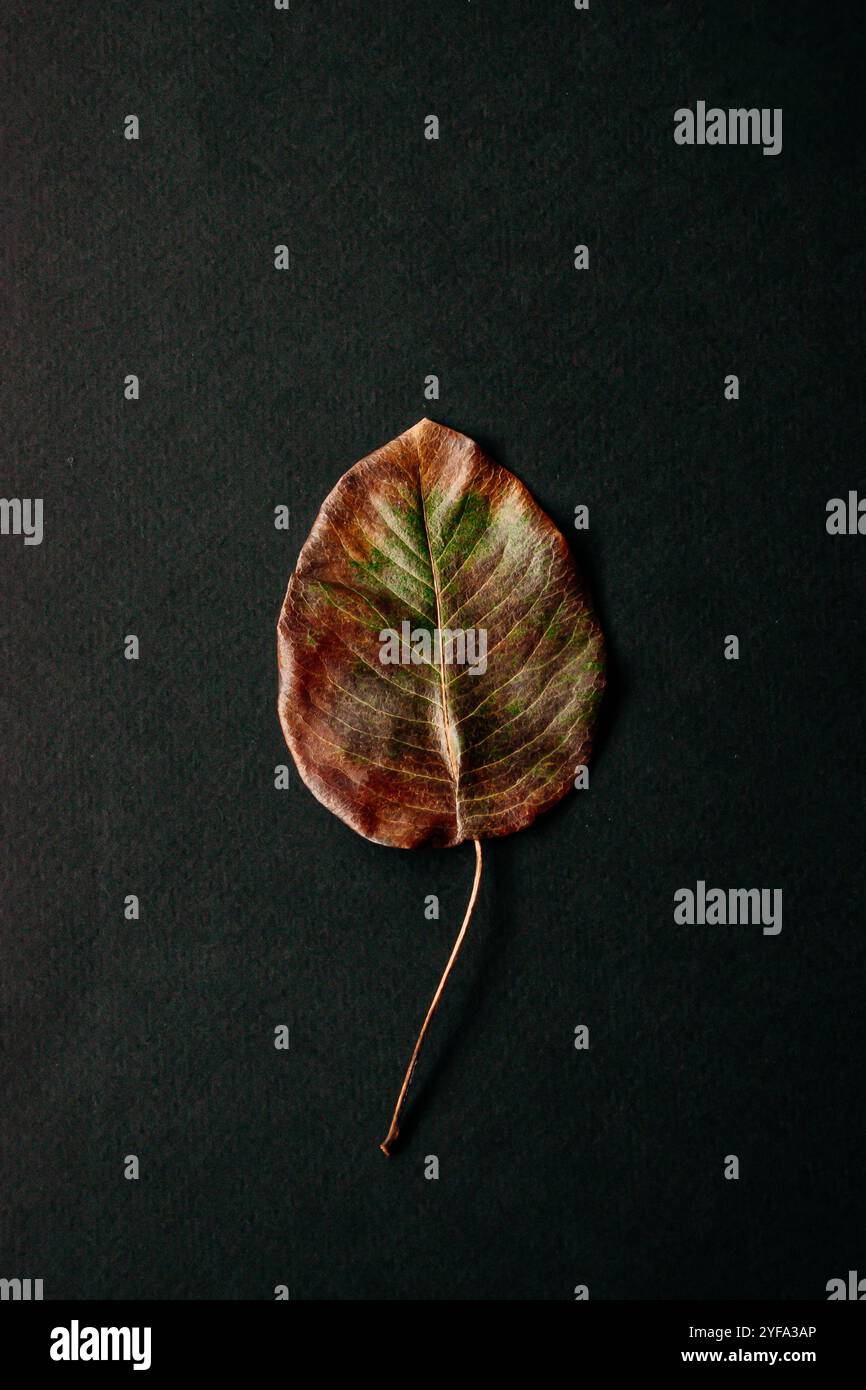 Dry leaf on the black background Stock Photo